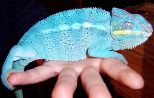 panthercham01[1].jpg