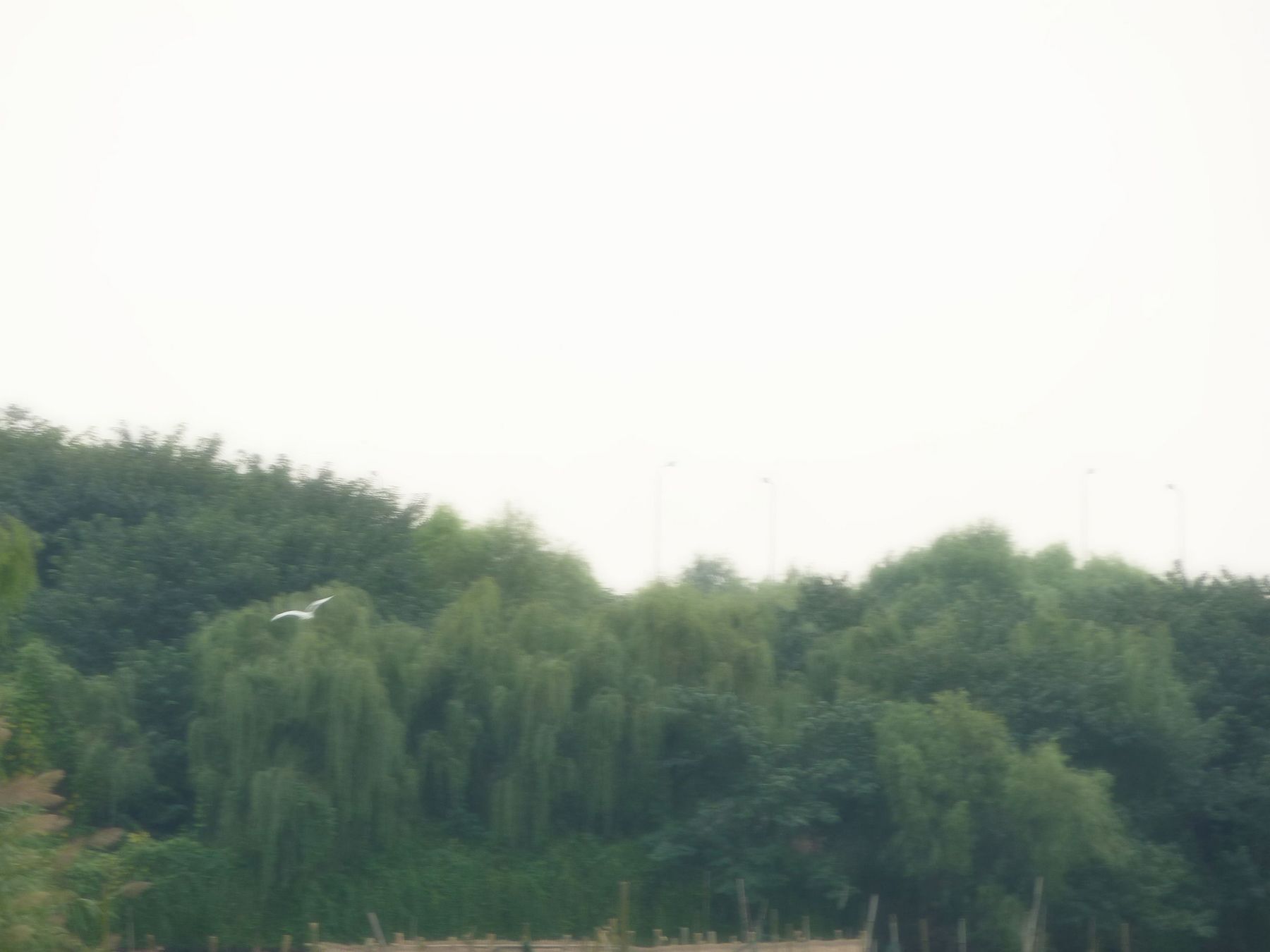 抓拍白鹭一点