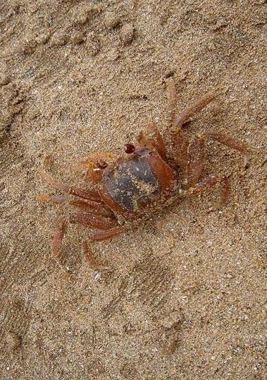 Sand Crab.JPG