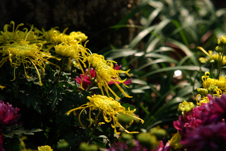 DSC_0083.JPG