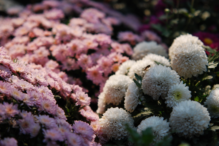 DSC_0094.JPG
