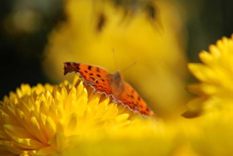 DSC_0115.JPG