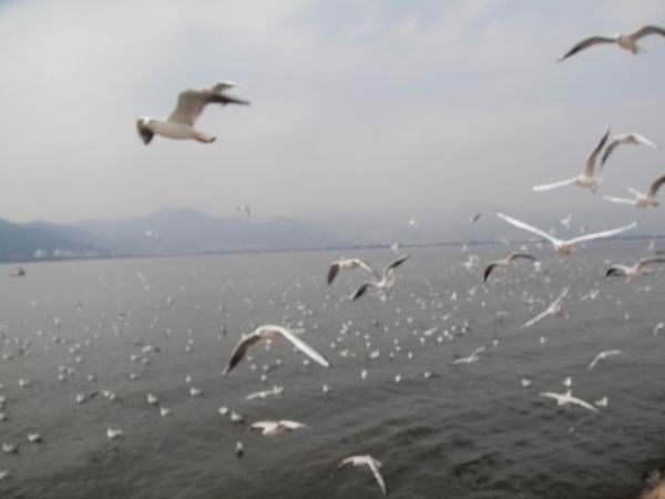 海鸥就在头顶上.jpg