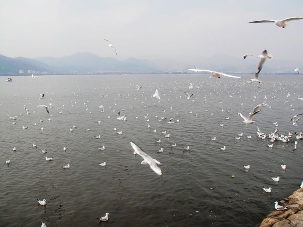 滇池上的海鸥.jpg