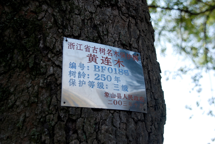 101106古树01.jpg