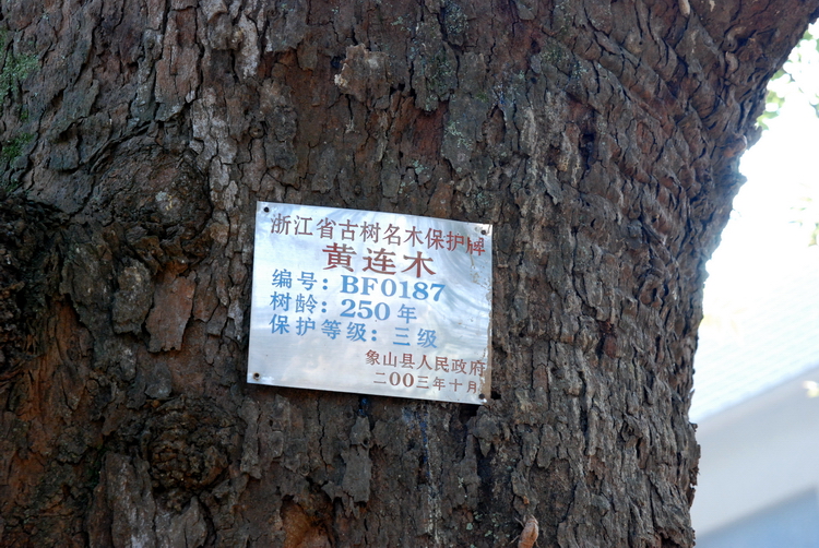 101106古树07.jpg