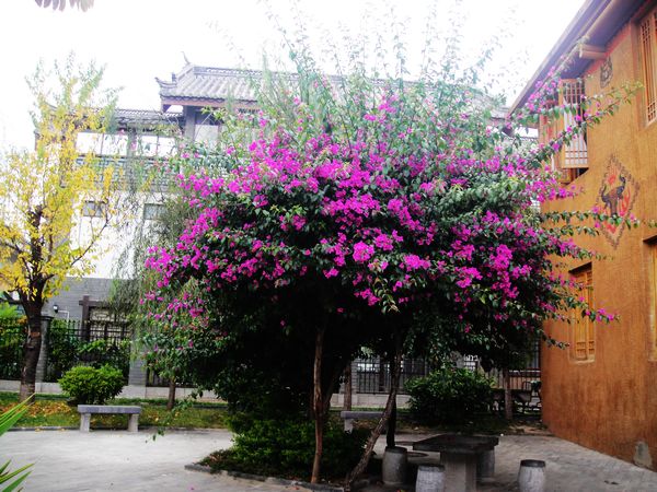 漂亮花树.jpg