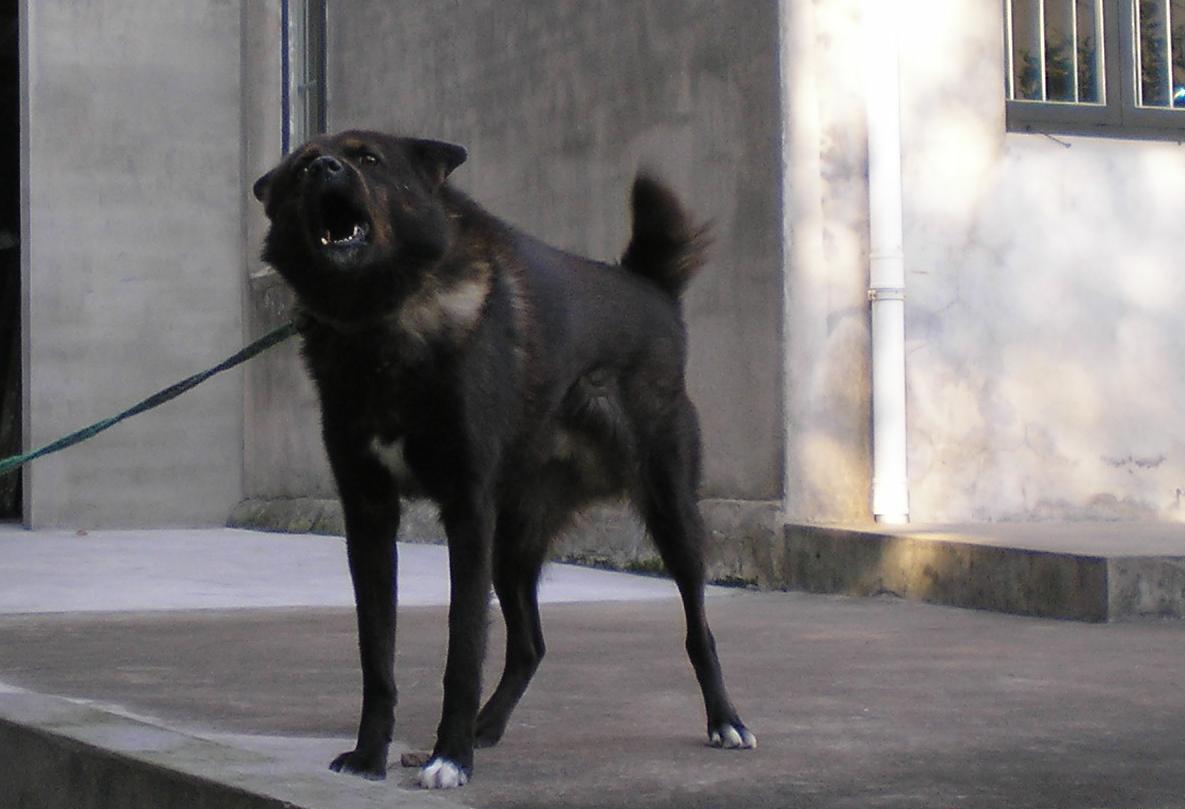 dog.JPG
