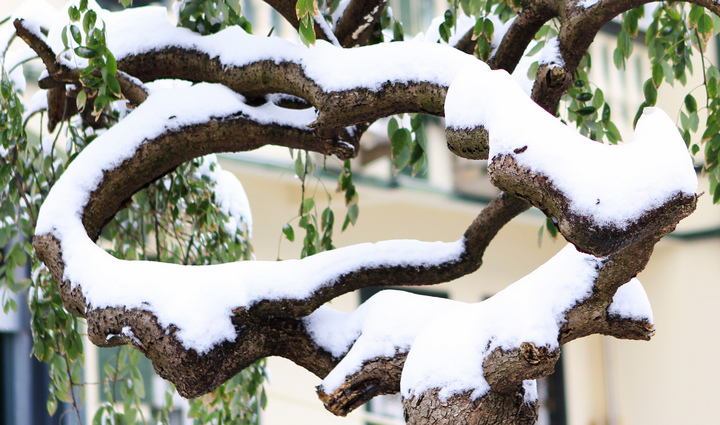 2010年的第一场雪 (27).jpg