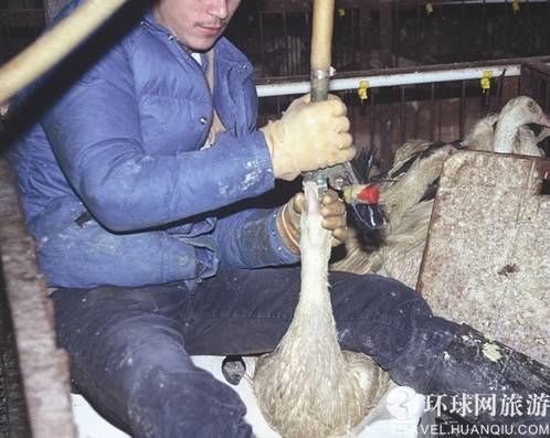 鹅.jpg