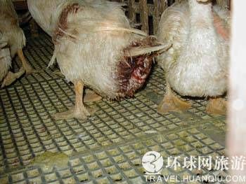 鹅.jpg