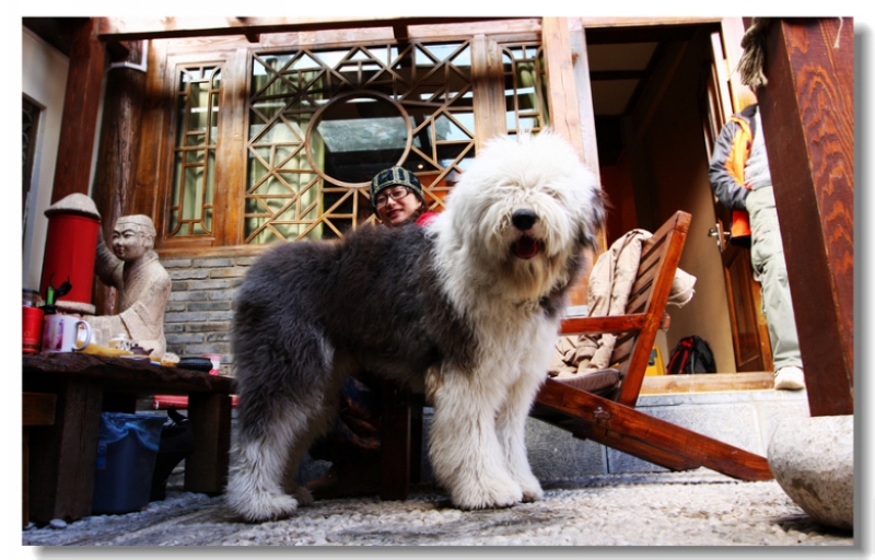 yak01.jpg