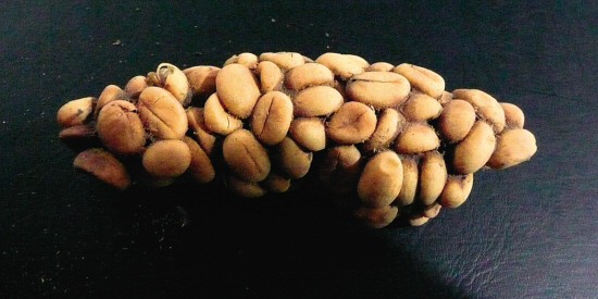 麝香猫咖啡原貌.jpg