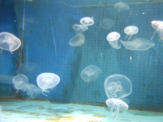 海底世界4.jpg