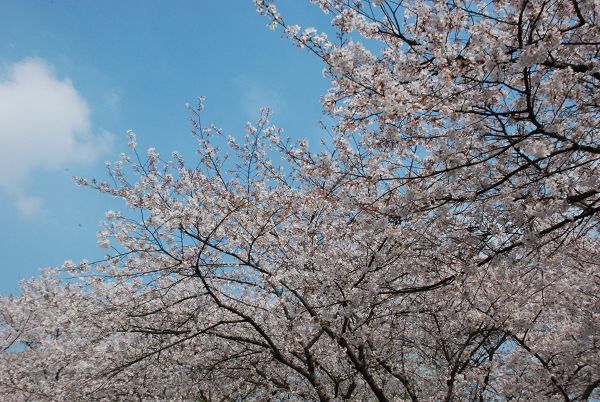 DSC_0111.JPG