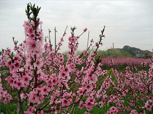 IMG_1771_副本.jpg