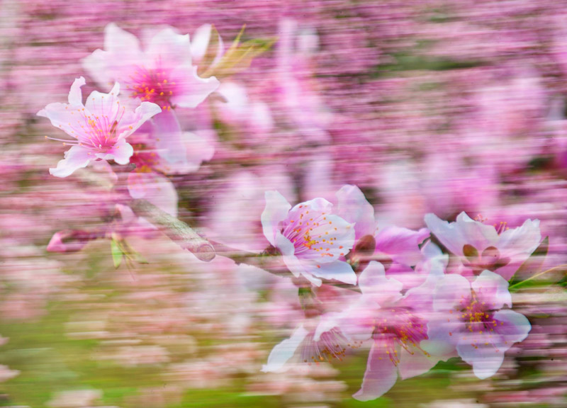 《桃花朵朵开》沈颖俊 摄 2.jpg