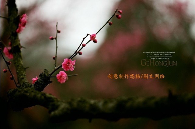 qq_pic.jpg