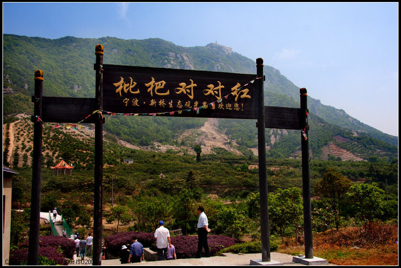 枇杷5.jpg
