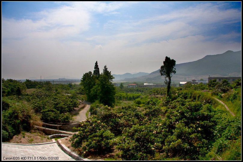 枇杷3.jpg