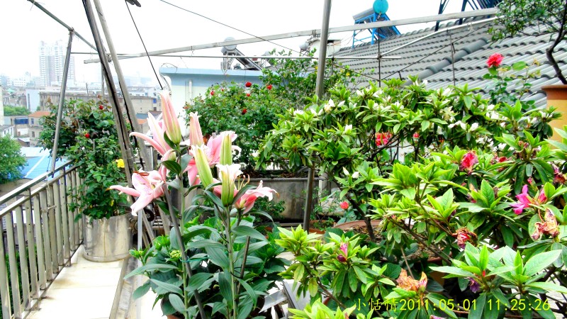 后花园 (2).jpg