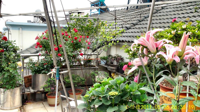 后花园 (13).jpg