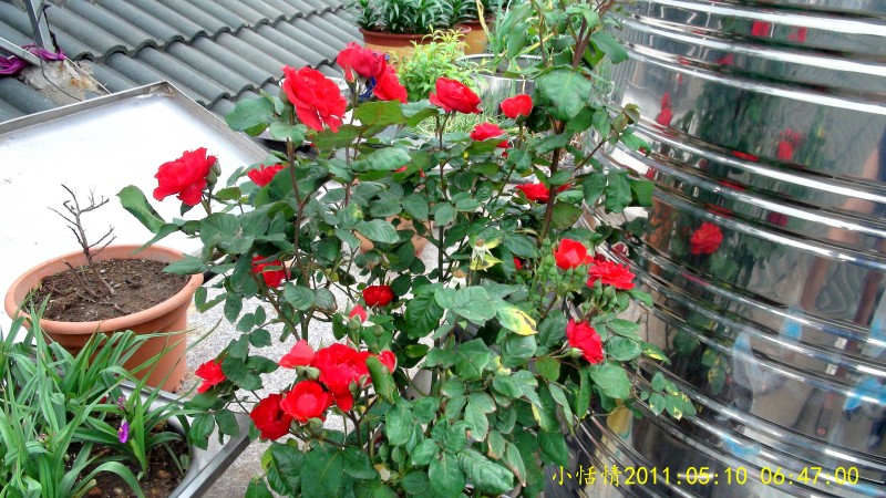 后花园 (27).jpg