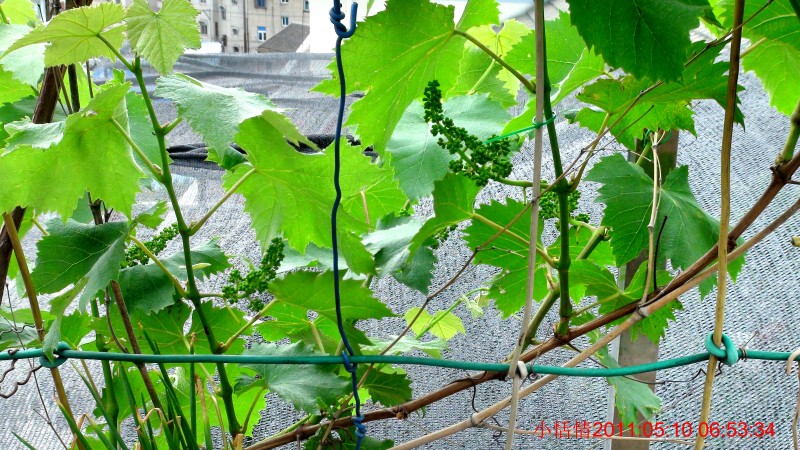 后花园 (38).jpg