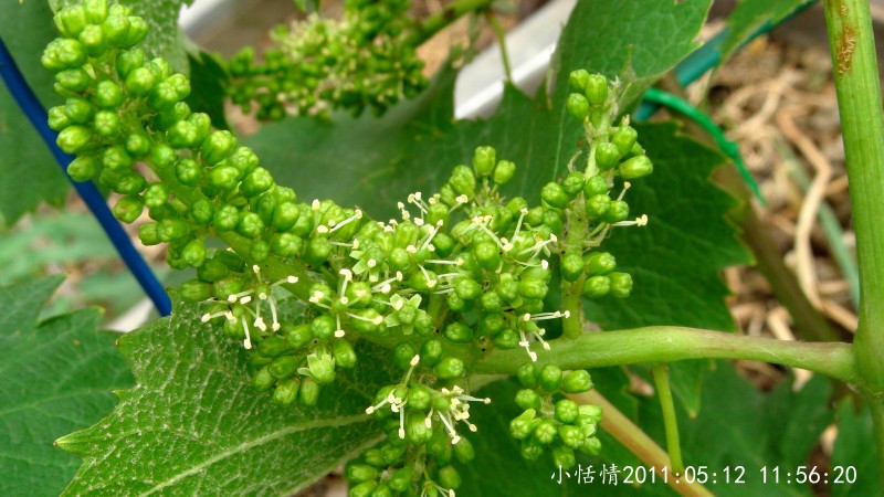 conew_葡萄花 (1).jpg