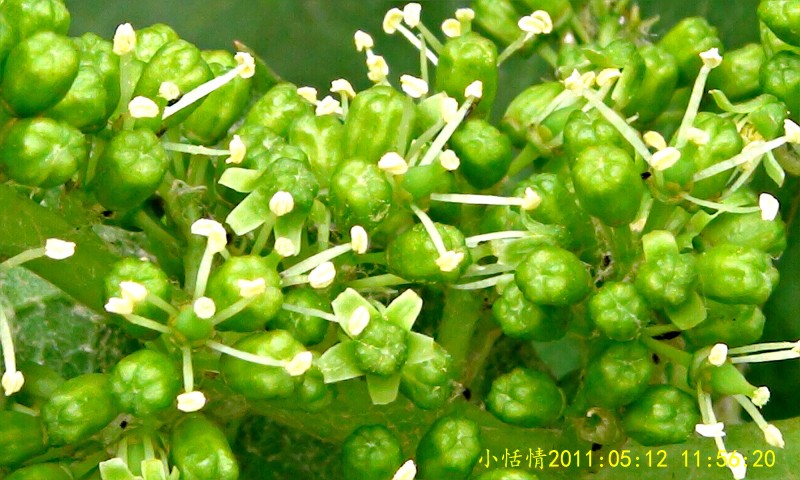 conew_葡萄花 (1)r.jpg