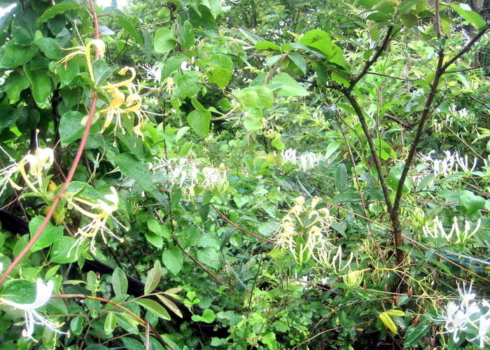 IMG_2448.jpg