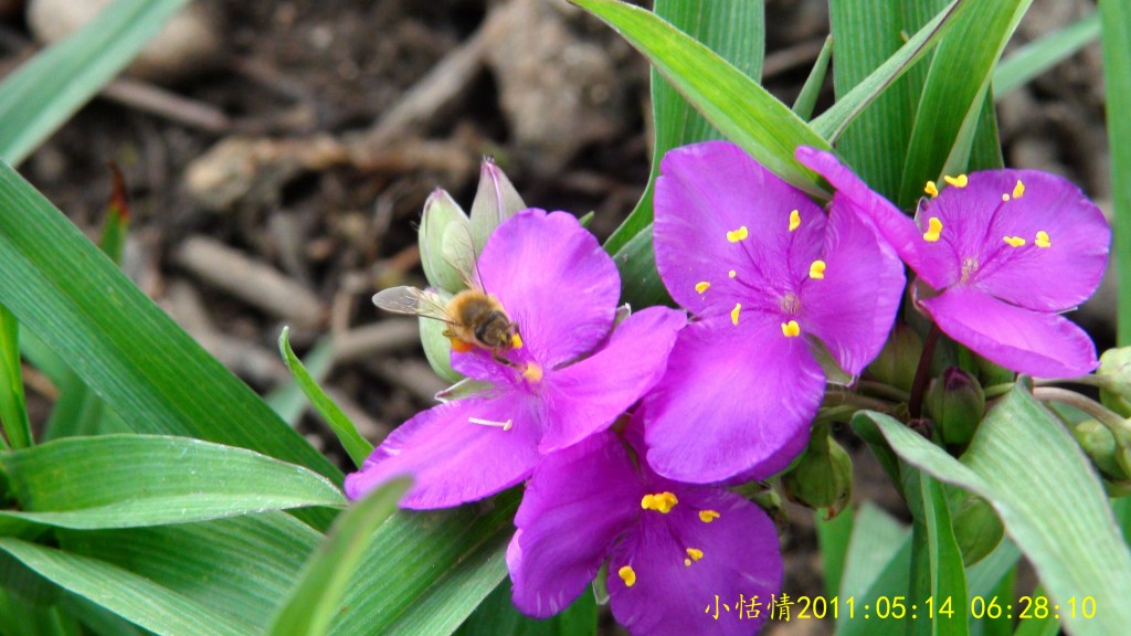 conew_dsc00049.jpg