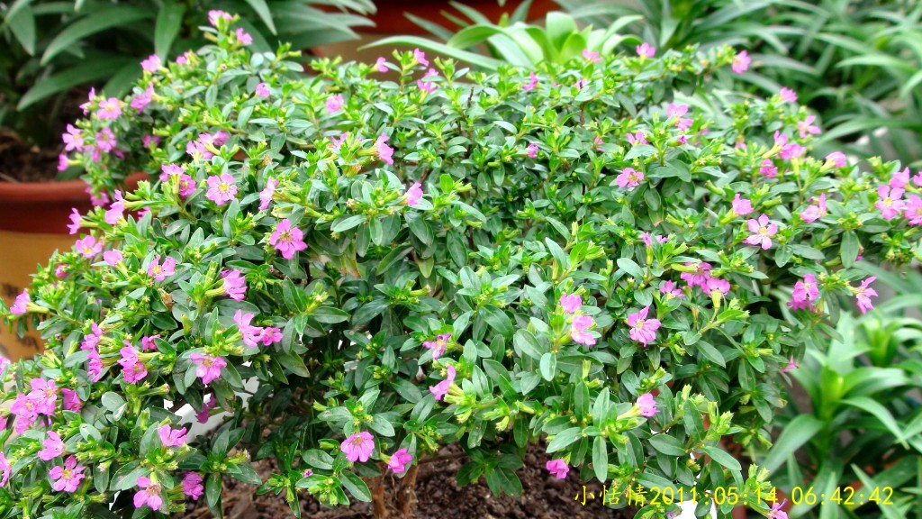 conew_dsc00064.jpg