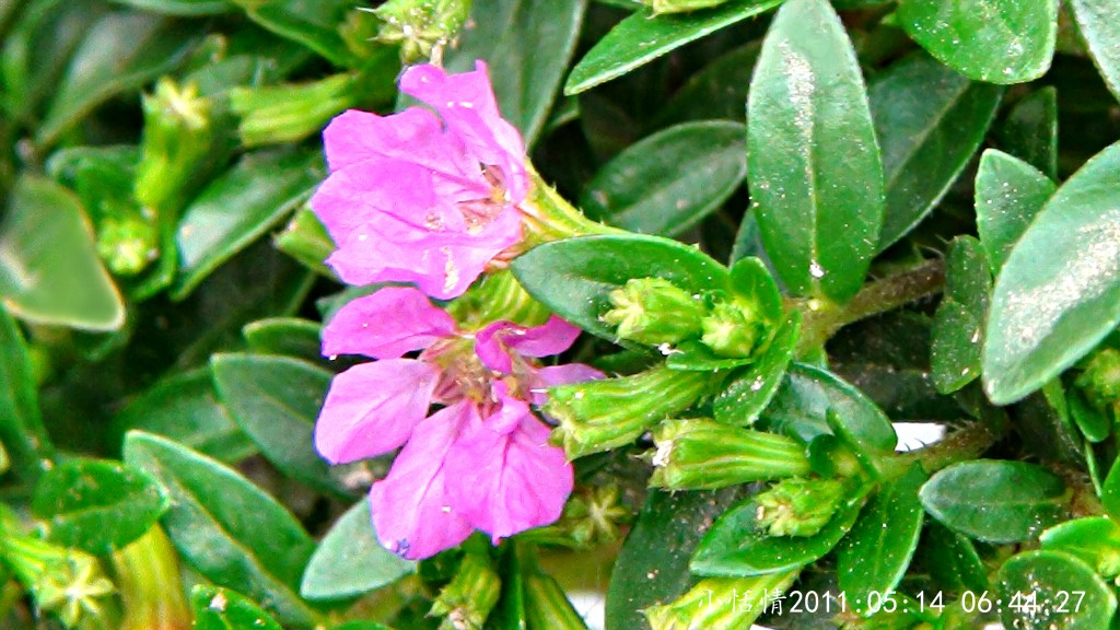 conew_dsc00067r.jpg