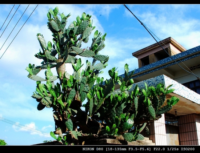 DSC_0064.jpg