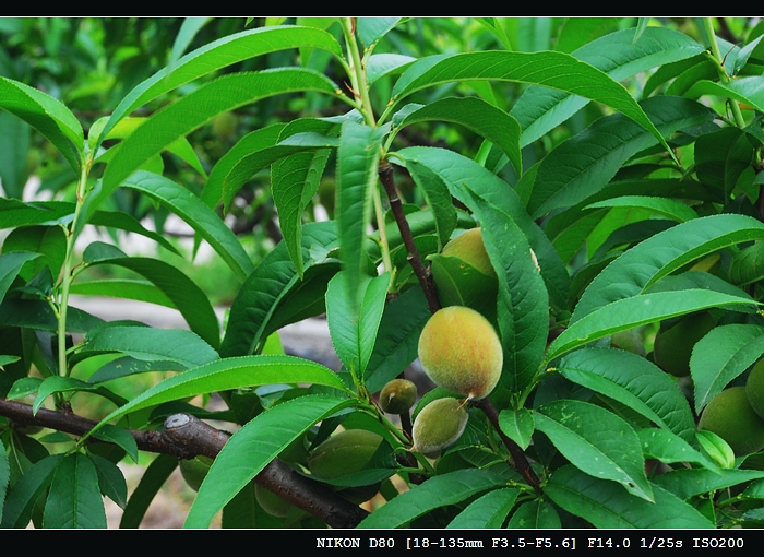DSC_0153.jpg