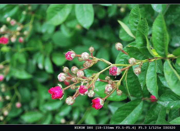 DSC_0215.jpg