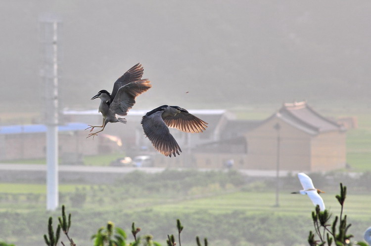 DSC_0387.jpg