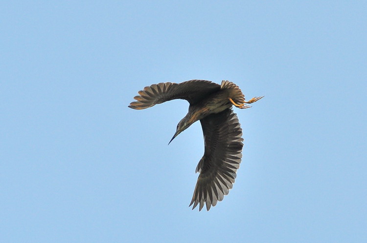 DSC_0607.jpg