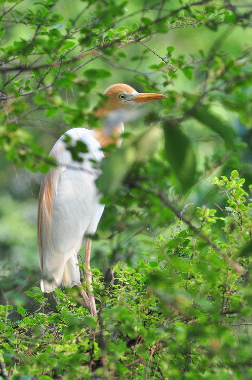 DSC_0158.jpg