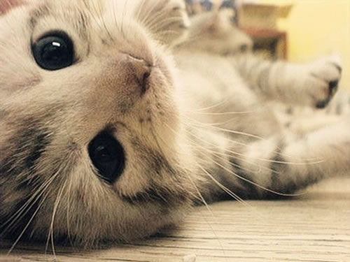 猫.jpg