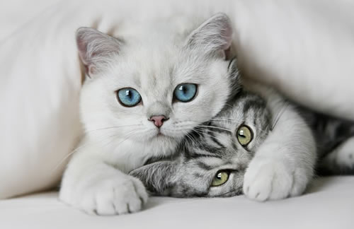猫4.jpg