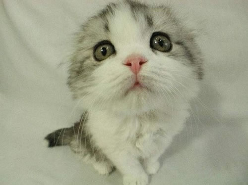 猫11.jpg