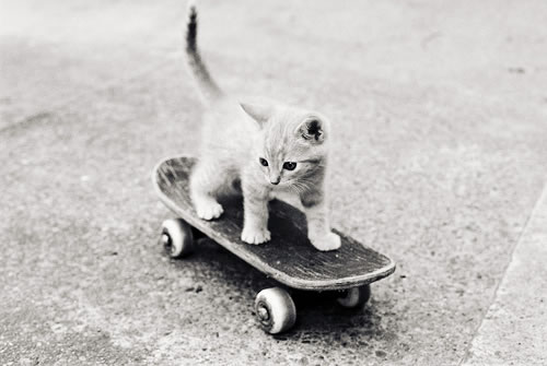 猫28.jpg