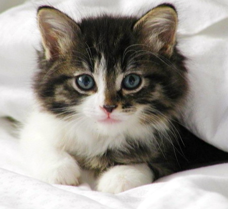 猫32.jpg