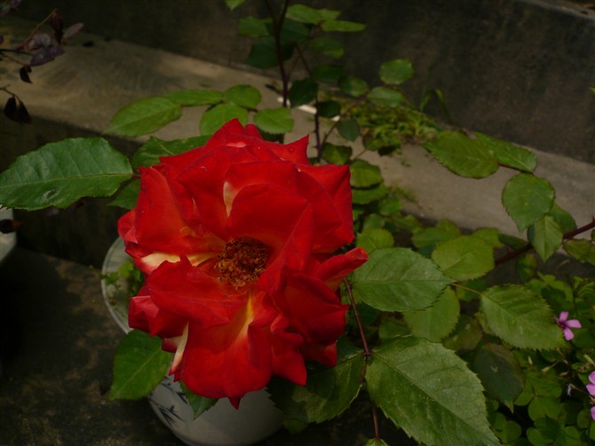 自家门家的小花2