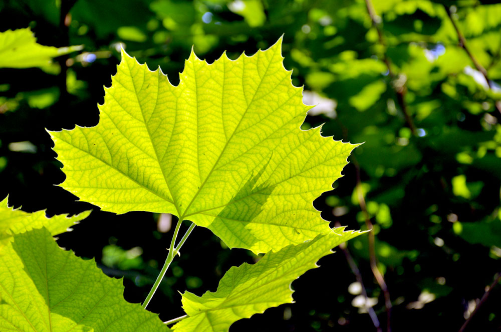 _DSC3508.jpg