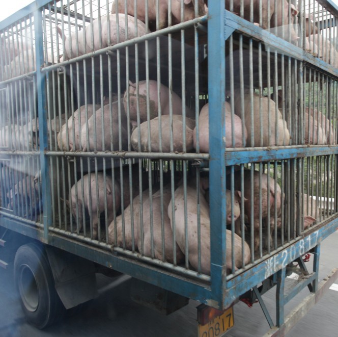 2011年春季猪在路上，看着觉得很无辜，由于瘦肉精影响价格狂跌。