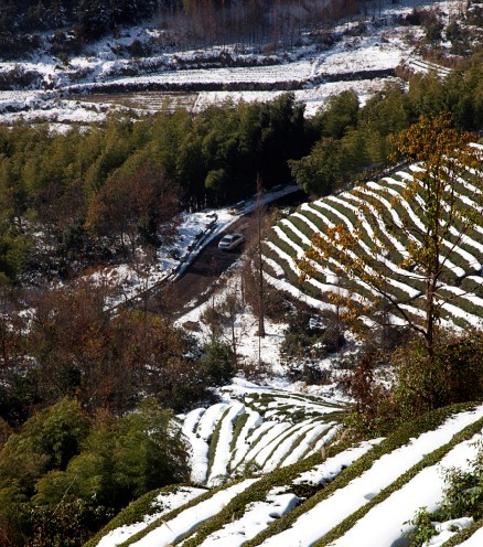 山路，茶园，雪景
