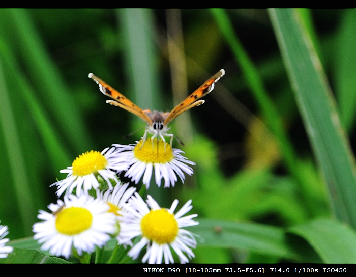 DSC_0081.jpg